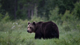 Les populations de faune sauvage ont décliné de 73% en moyenne en 50 ans, selon l'indice de référence du WWF