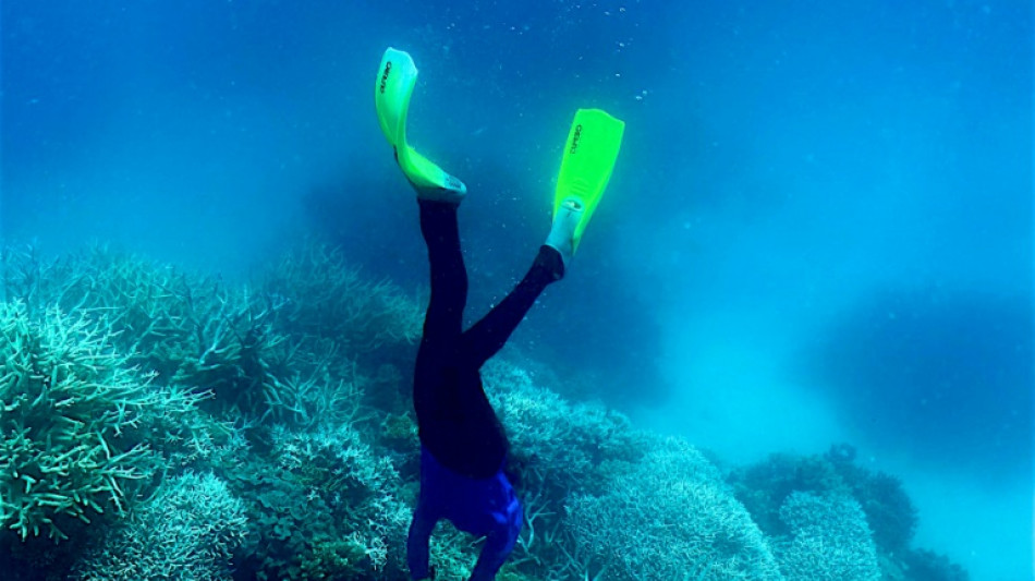 Australiens Great Barrier Reef leidet erneut unter Korallenbleiche