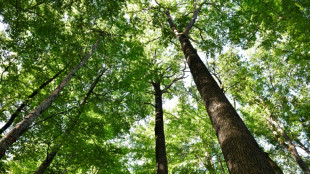 Sauver le chêne, roi des forêts françaises: une mission et un testament