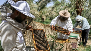 Iraq honey production at the mercy of heat and drought