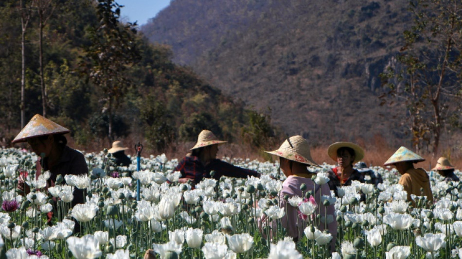 Birmanie: la culture d'opium prospère à la faveur du chaos