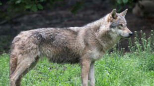 How a lone 'immigrant' wolf revived a forest ecosystem