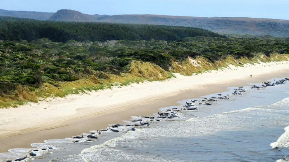 Encuentran 230 ballenas varadas en Australia, la mitad muertas