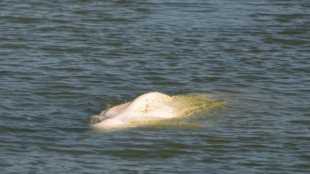 Beluga whale is now stationary in Seine: NGO