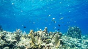 Un relevé ponctuel de température de l'eau en Floride atteint 38°C