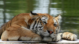 Baghdad zoo animals suffer as mercury hits 50 degrees