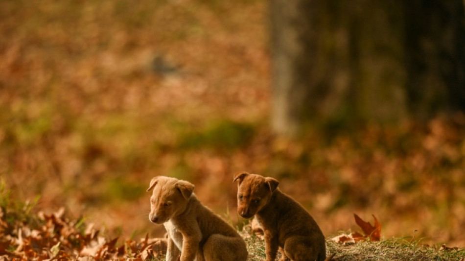 Hundewelpen alleine im Zug auf Spritztour durch Mecklenburg-Vorpommern