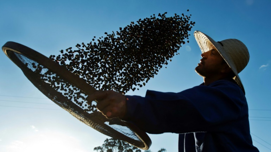 Le cours du café arabica au plus haut depuis 1977