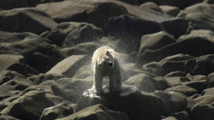 Canadian polar bears disappearing fast: study