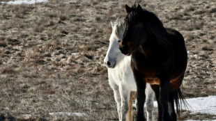 15-Jährige nimmt Pony mit in Supermarkt im Sauerland