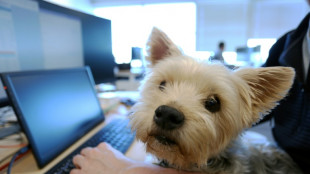 Au Canada, les chiens s'invitent au bureau de leur maître