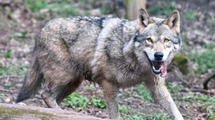 L'Etat autorise à abattre jusqu'à 192 loups en 2025, pas assez pour les éleveurs