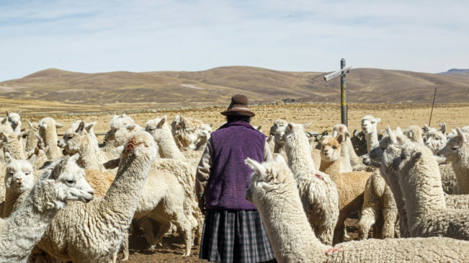 Drought in Peru Andes proves fatal for alpacas, potato crops