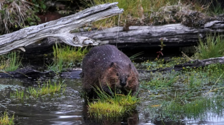 Eager beaver: dams improve quality of river water hit by climate change