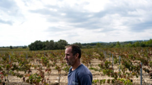 Vendanges calamiteuses dans l'Aude où la sécheresse "tue la vigne"