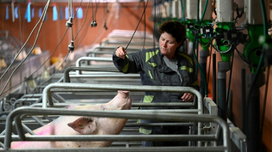 Canicule: en Bretagne, branle-bas de combat pour rafraîchir truies et vaches