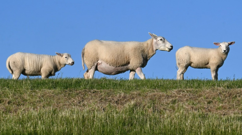 Regionalzug fährt in Schleswig-Holstein in 50-köpfige Schafherde 