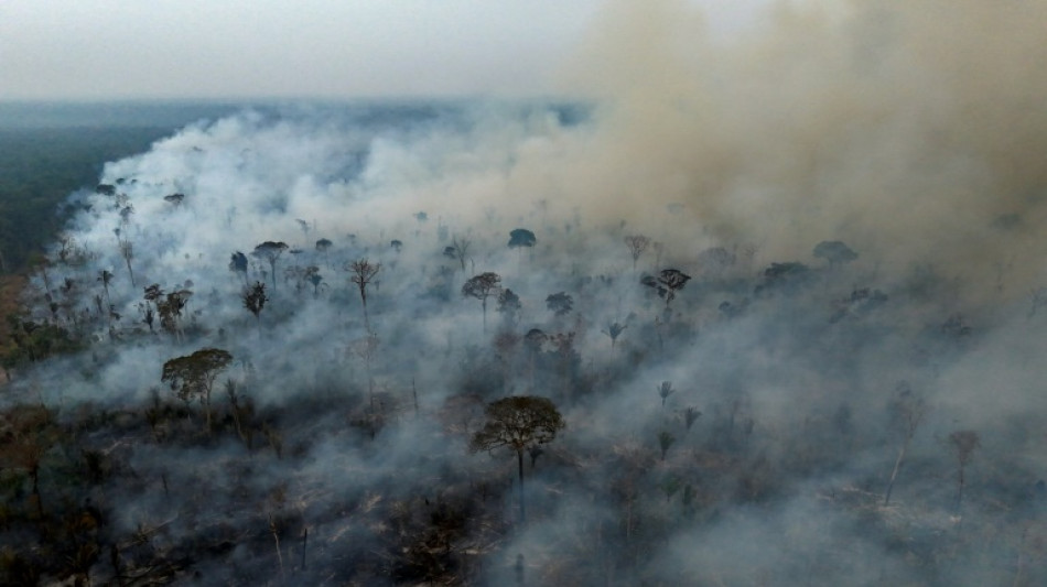 EU-Programm: Rekordhoher CO2-Ausstoß 2024 durch Waldbrände in Nord- und Südamerika