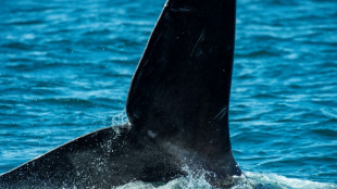 Dans l'Atlantique, des scientifiques au chevet des baleines noires