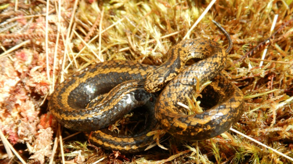 Descubren una serpiente "Harrison Ford" en la selva de Perú 