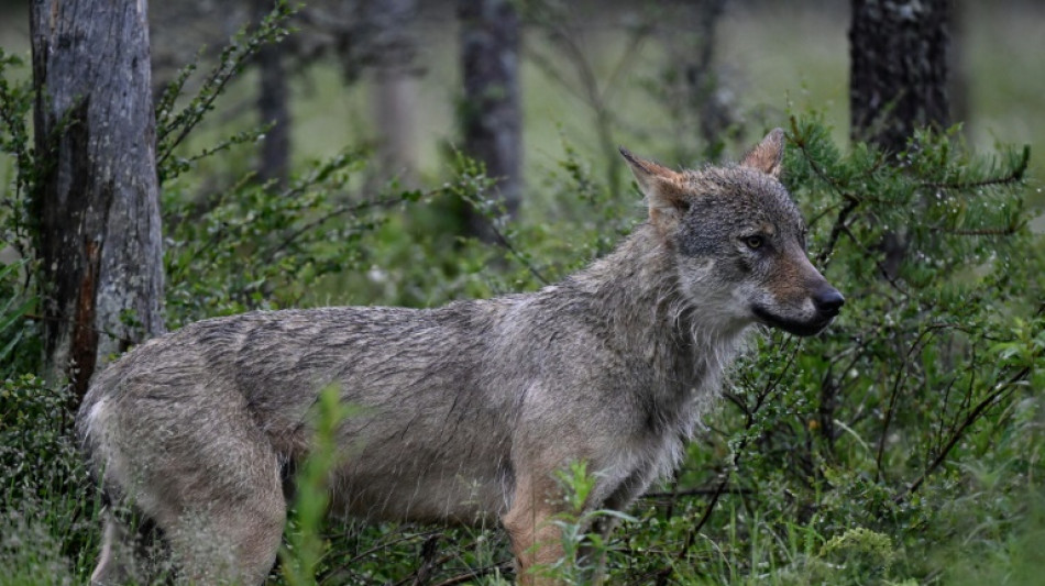 L'Europe donne un coup de griffe à la protection du loup