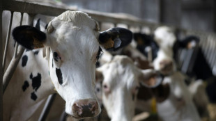 Tierärzte in Prozess um Tierquälerei in niedersächsischem Schlachthof freigesprochen