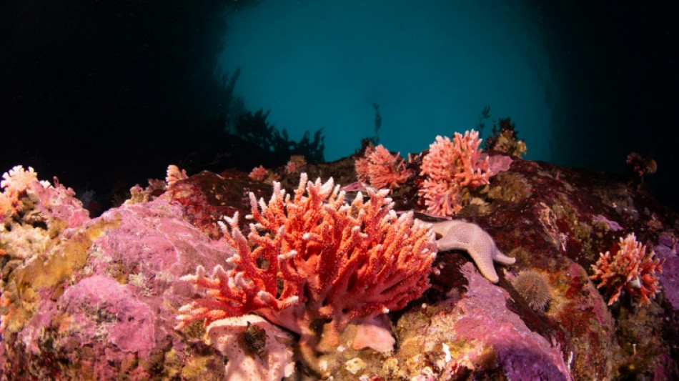 Un corail rouge observé pour la première fois dans des eaux peu profondes de Patagonie