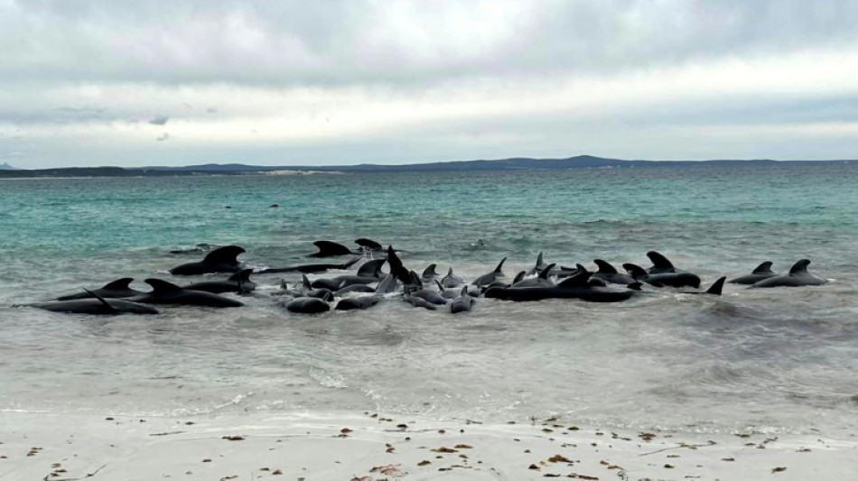 Mueren varadas 51 ballenas piloto en el oeste de Australia