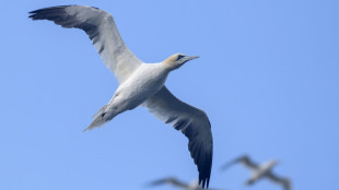 En Bretagne, le défi du nettoyage des déchets plastiques chez les fous de Bassan