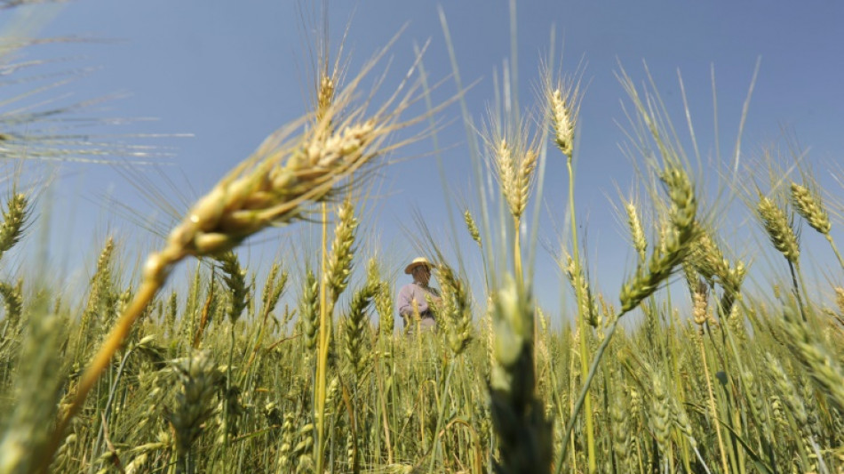 Why South America's breadbasket isn't the answer to global wheat crisis