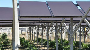 Agrivoltaico, 643 richieste di fondi Pnrr per 920 milioni