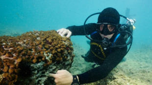 Poaching of 'status symbol' date mussels threatens Italy's coasts