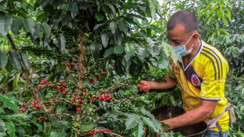 Produção de café cresceu 23% na Colômbia em 2024, a melhor safra em 5 anos