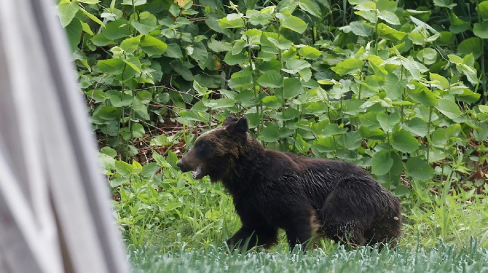 Japan cabinet approves 'emergency' urban bear shootings