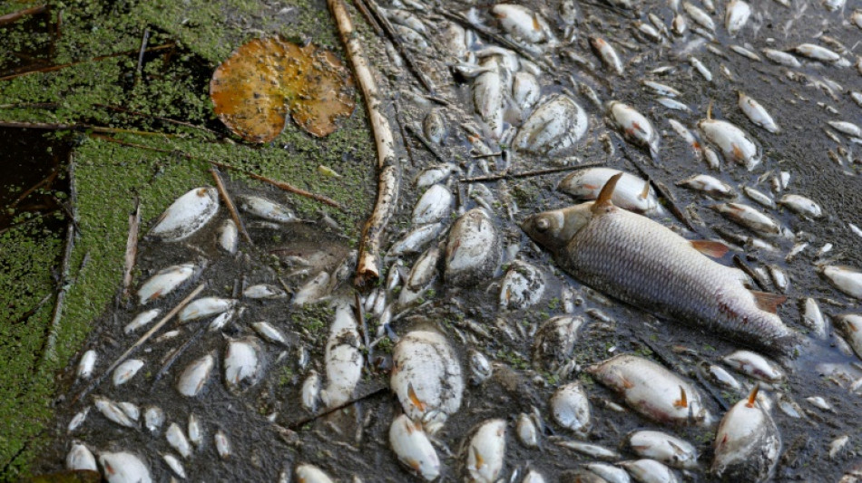 Retiran unas 300 toneladas de peces muertos por contaminación de río germano-polaco