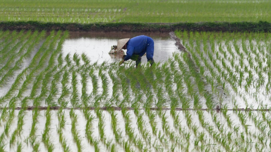 Au Vietnam, des pistes pour réduire l'impact du riz sur le réchauffement climatique