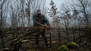 Remparts contre le réchauffement, des haies ancestrales refleurissent en France