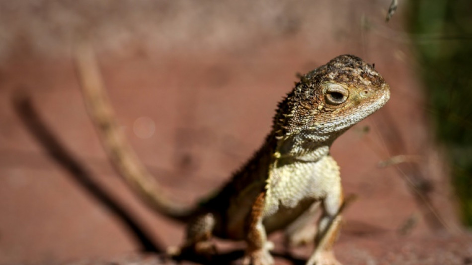 Australia battles to save last 11 wild 'earless dragons'