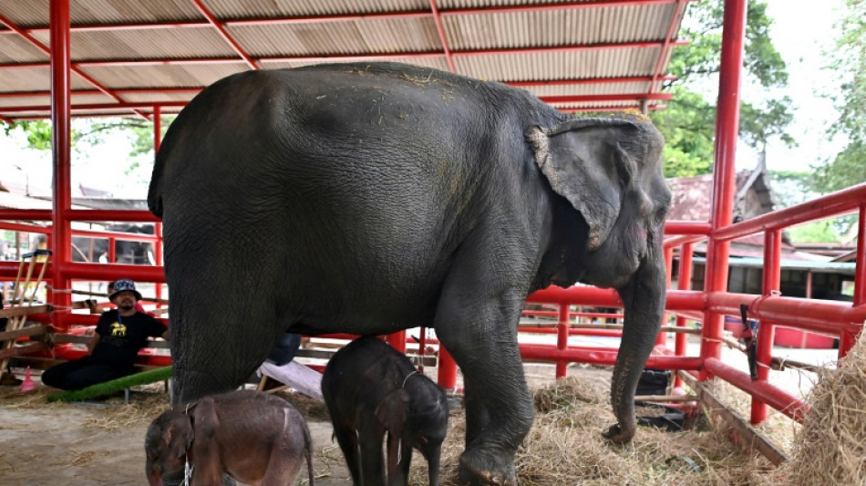 Rare elephant twins born in dramatic birth in Thailand