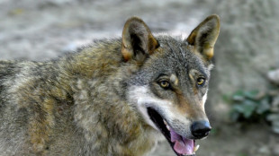 EU backs plan to downgrade wolf protection status