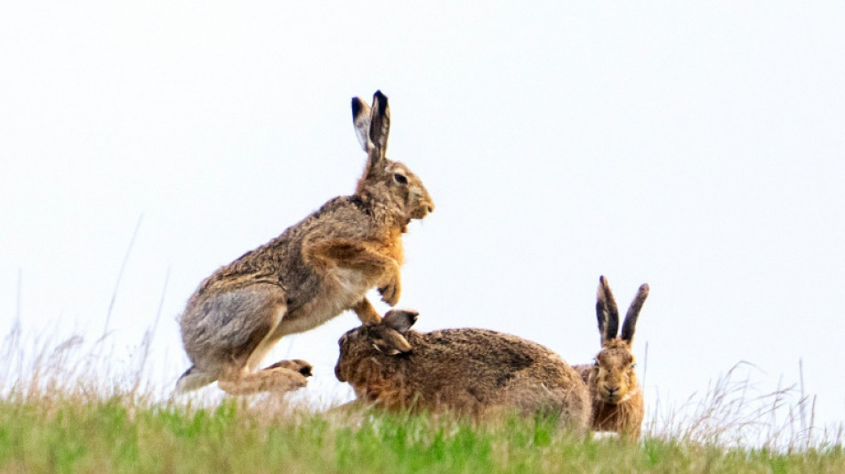 Espèces invasives: quand l'Australie se débat avec le coup du lapin