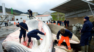 Iceland's last whaling company plans hunt this summer