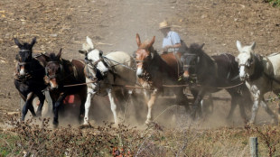 Loud US election barges into quiet Amish country