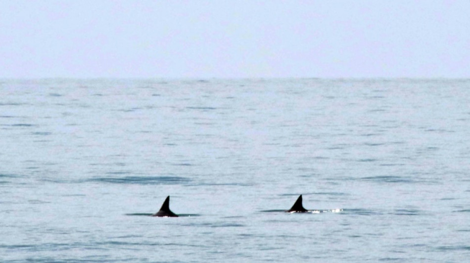 Estados Unidos presiona a México para proteger a la vaquita marina