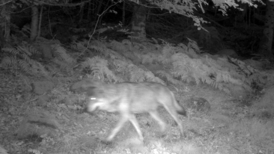 Venu d'Italie par les Alpes, le loup s'installe peu à peu en Occitanie