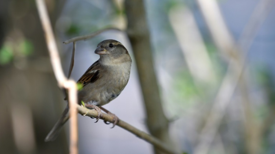 Oiseaux des jardins: un déclin "alarmant" qui se confirme en France