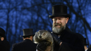 Marmota mais famosa do mundo prevê primavera antecipada