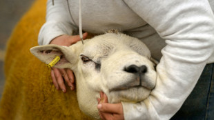 Unbekannte stehlen halbe Schafherde von Koppel in Schleswig-Holstein