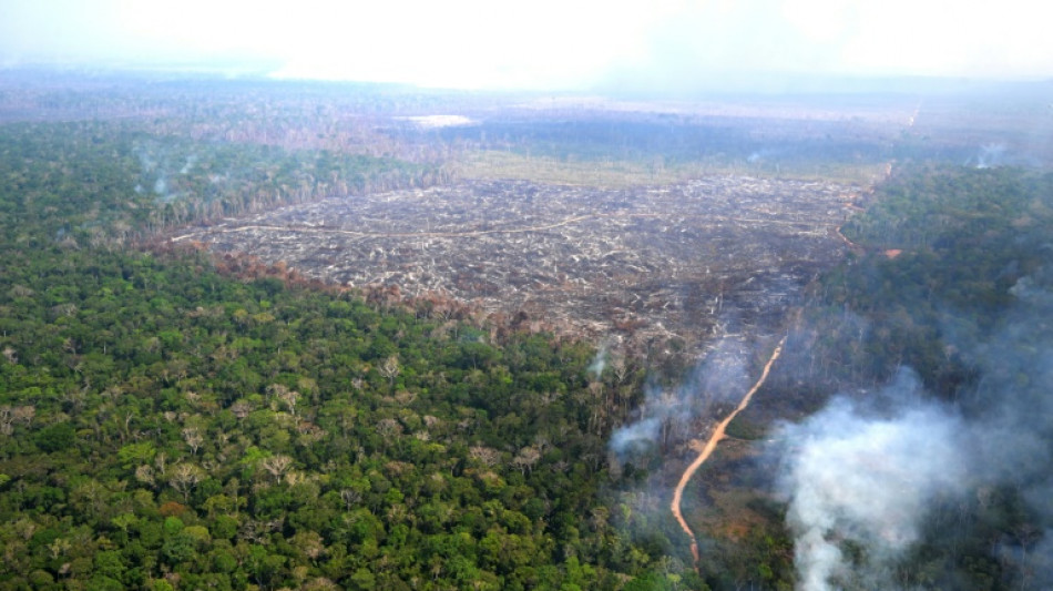 Studie: Abholzung des Amazonas-Regenwalds begünstigt Trockenheit und Überschwemmungen