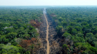 Deforestación en sabana brasileña se incrementa 25% en un año 